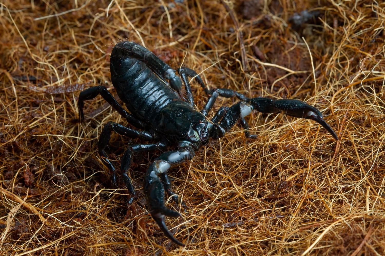 emperor scorpion pandinus imperator closeup - مدونة صدى الامة